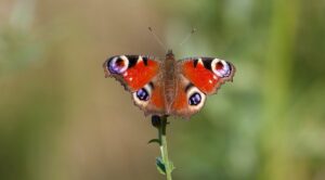 G19786b0886e6f5d65d963c9e39158f65b198746c2efedd3b4a5ec6cc47722b0ef39ade9a0ca26477ff4d565b8265892ff8327fb41beb79cfdf3285a6774f470d 640